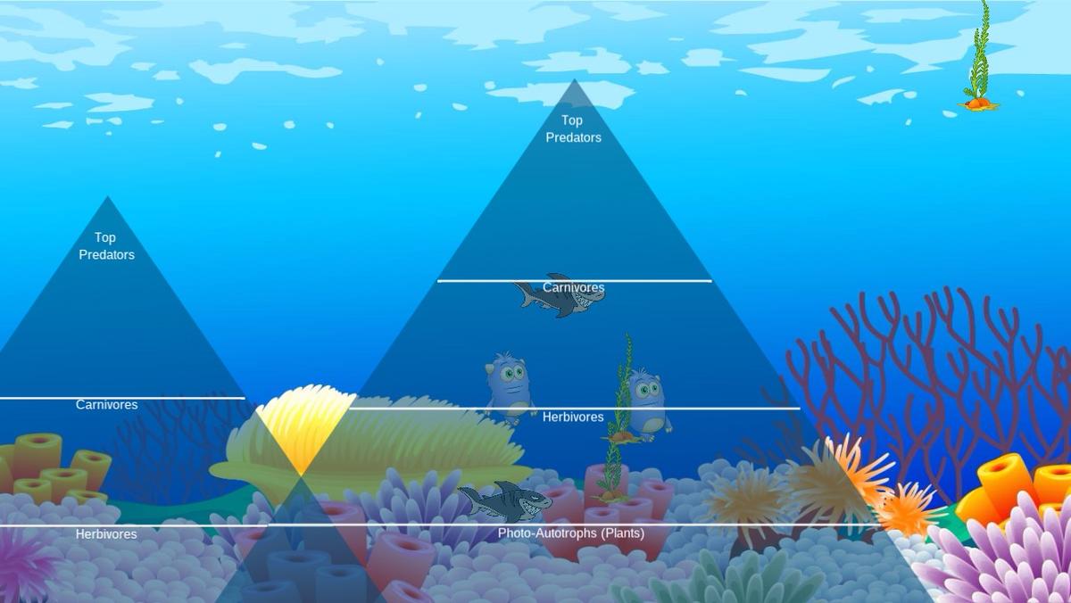 Ocean Ecological Pyramid