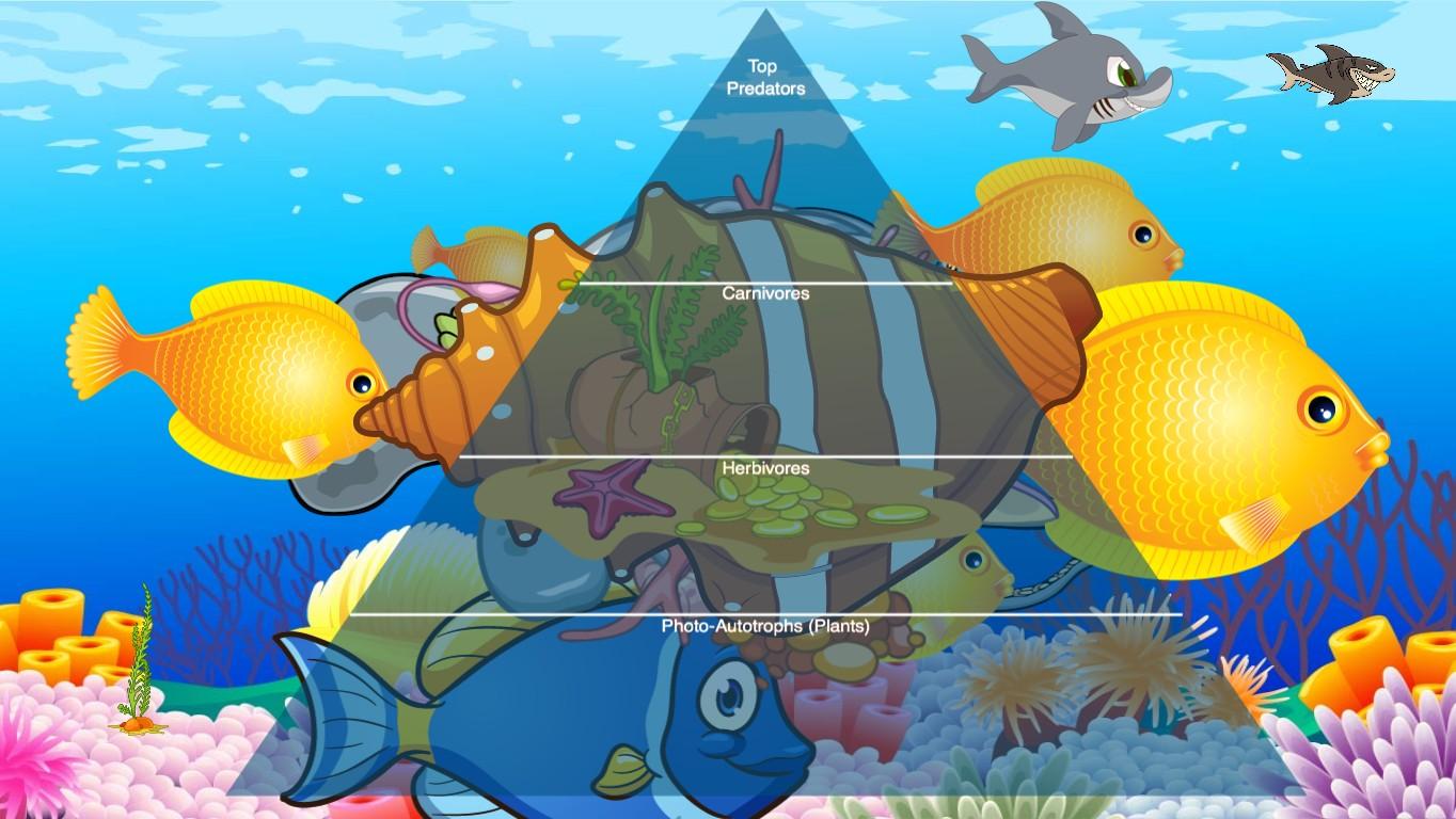 Ocean Ecological Pyramid