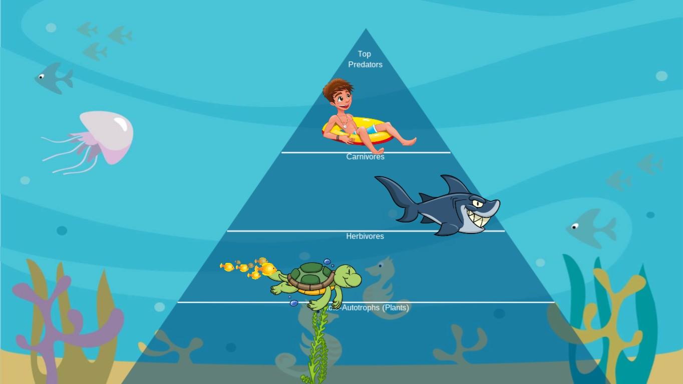 Ecological Pyramid