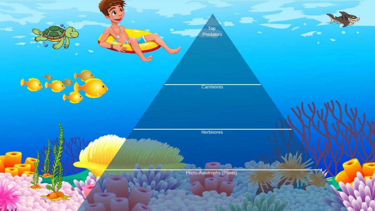 Ocean Ecological Pyramid