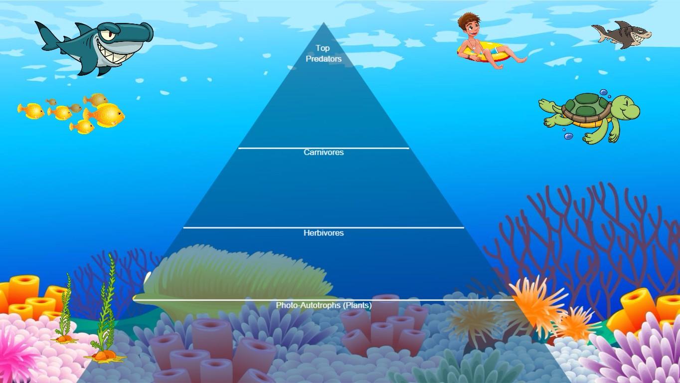 Ocean Ecological Pyramid