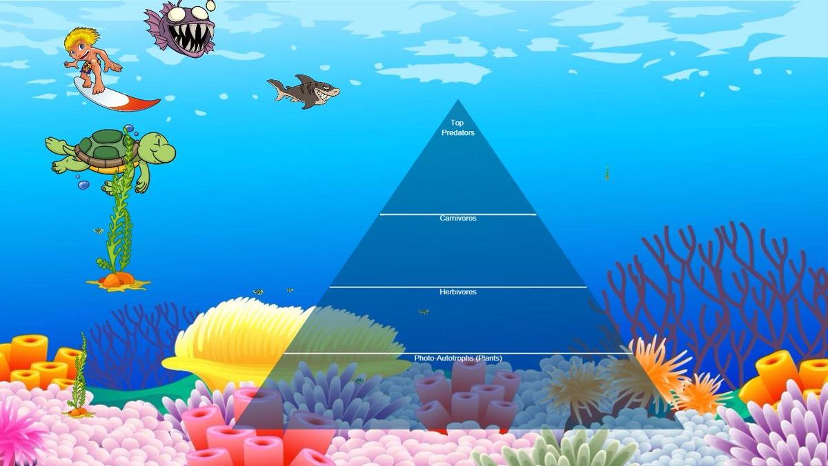 Ocean Ecological Pyramid