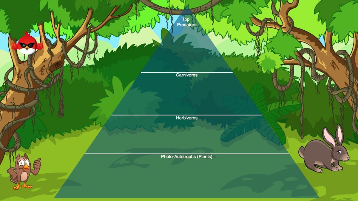 forest Ecological Pyramid