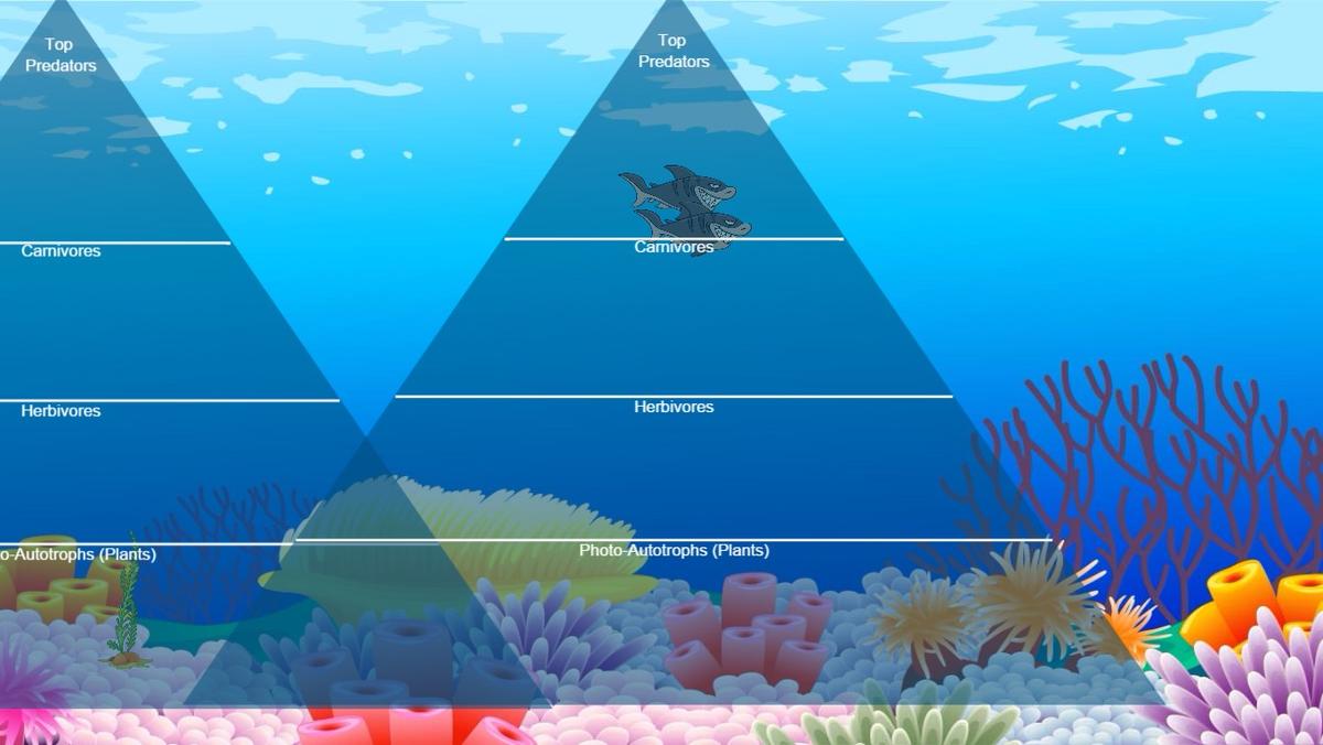 Ocean Ecological Pyramid