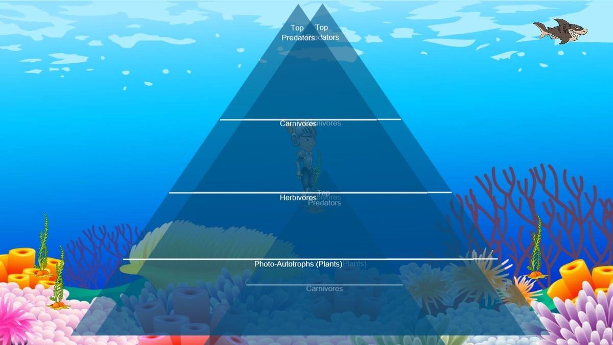 Ocean Ecological Pyramid