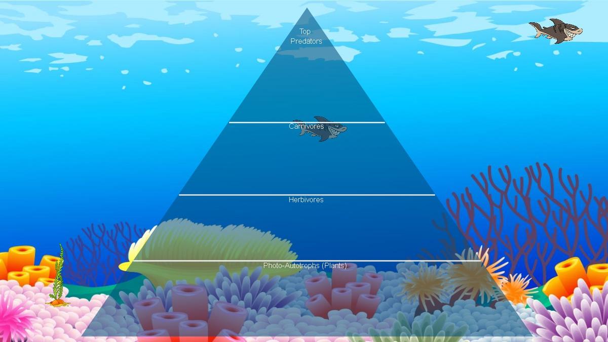 Ocean Ecological Pyramid