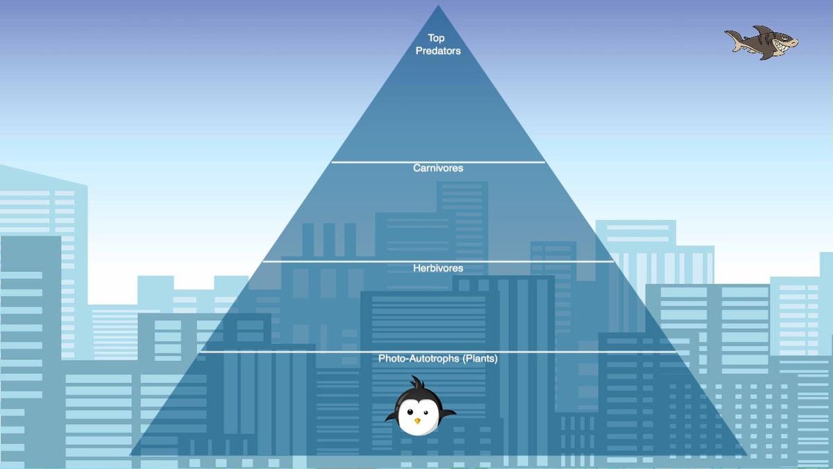 Ocean Ecological Pyramid