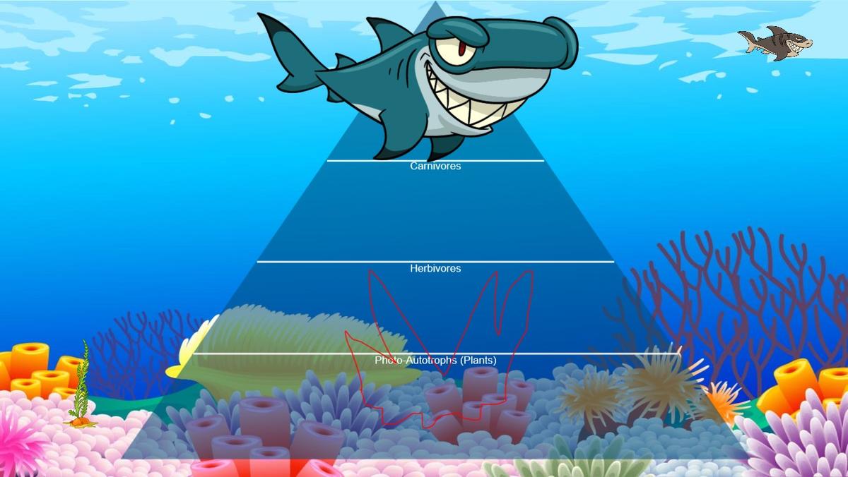 Ocean Ecological Pyramid