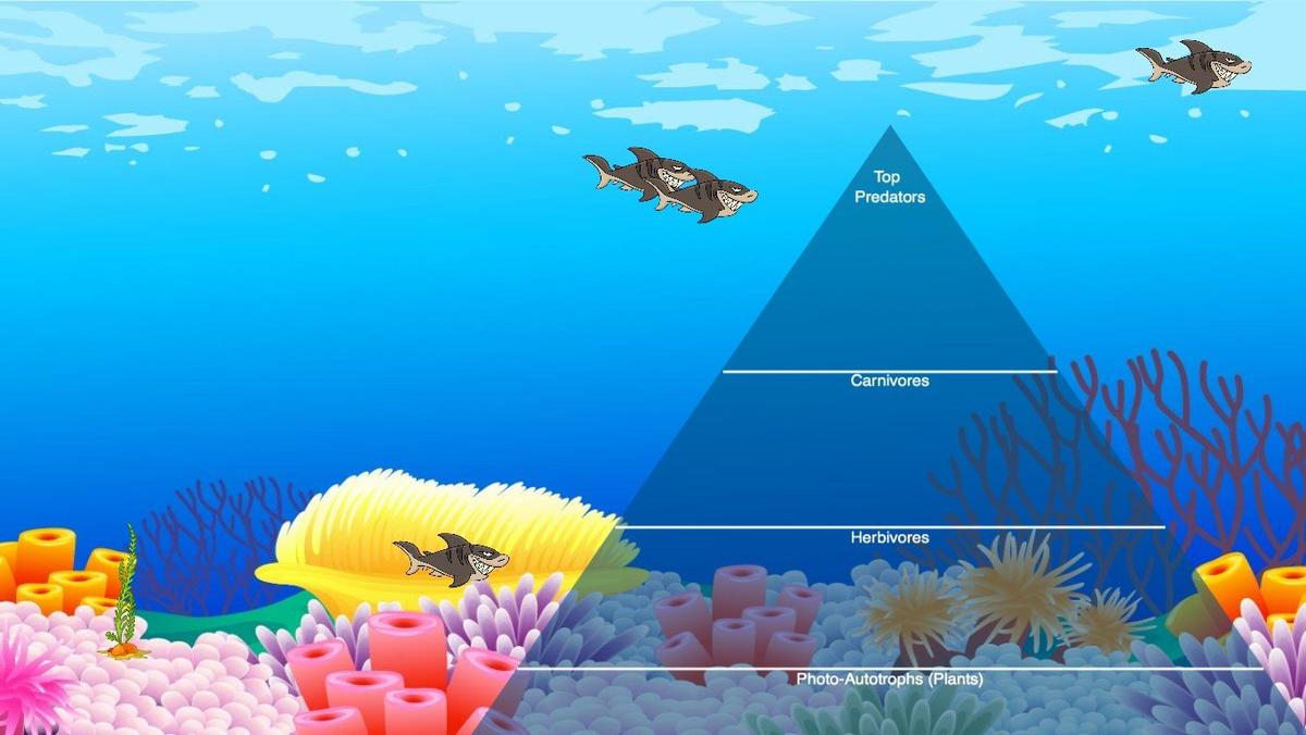 Ocean Ecological Pyramid