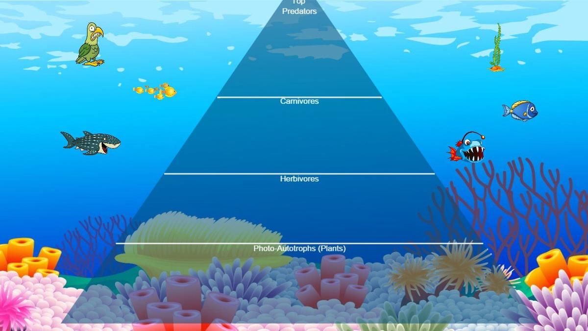 Ocean Ecological Pyramid