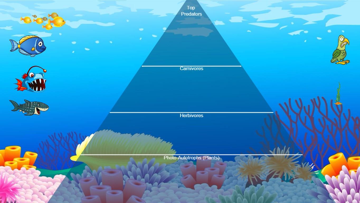 Ocean Ecological Pyramid