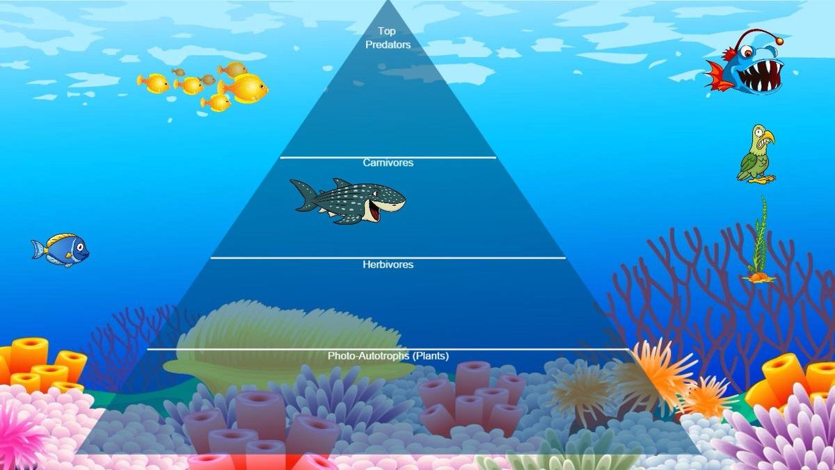 Ocean Ecological Pyramid