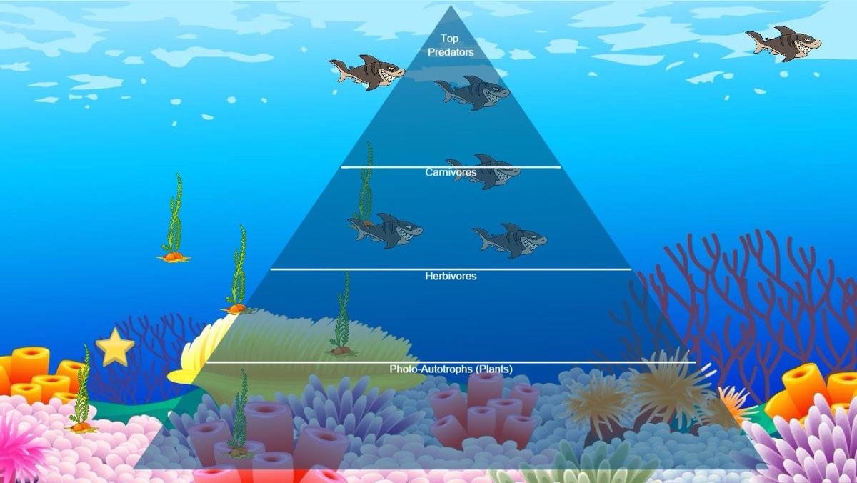 Ocean Ecological Pyramid