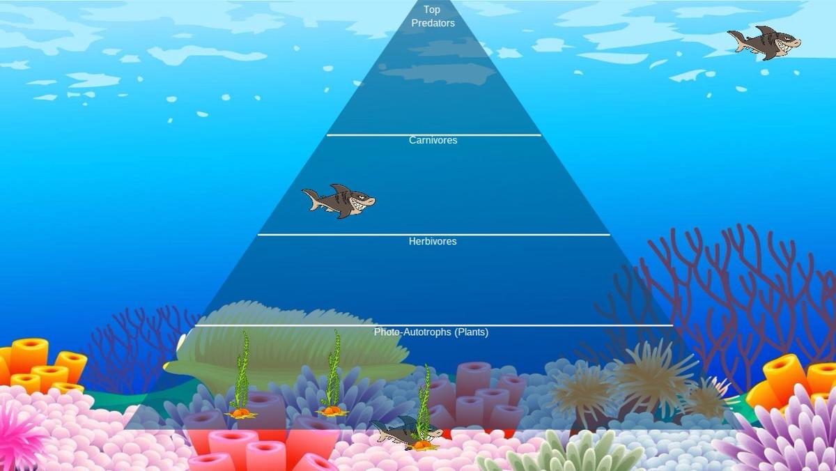 Ocean Ecological Pyramid