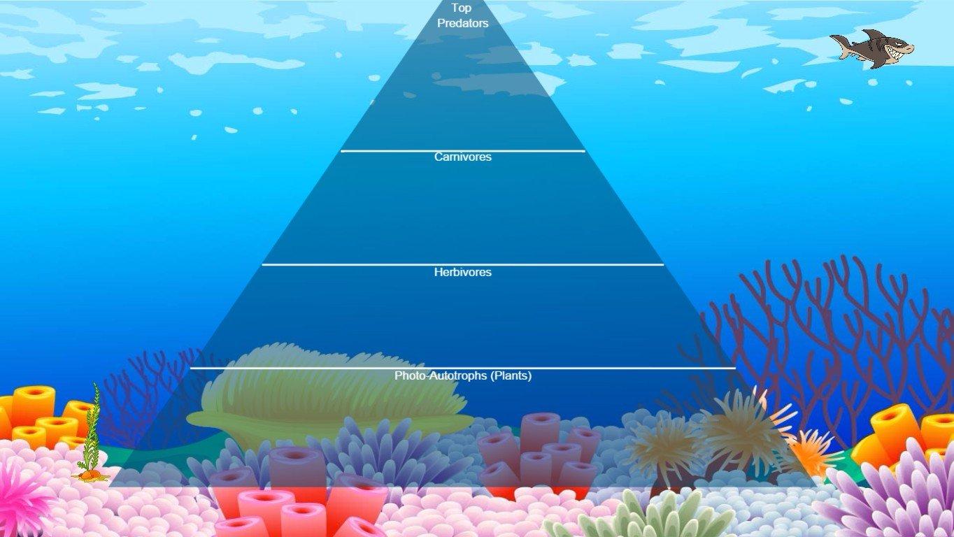 Ocean Ecological Pyramid