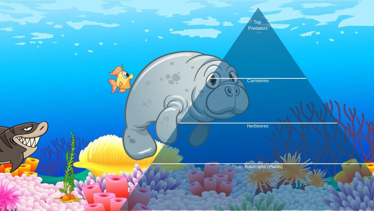 Ocean Ecological Pyramid