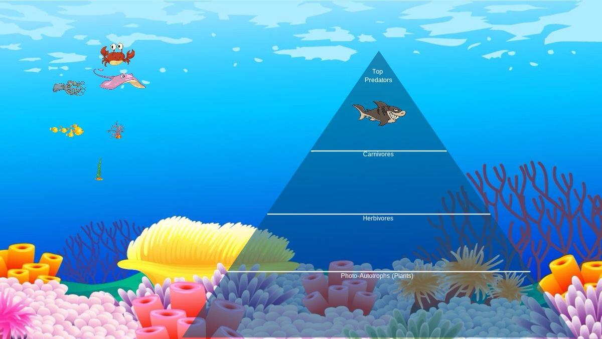 Ocean Ecological Pyramid