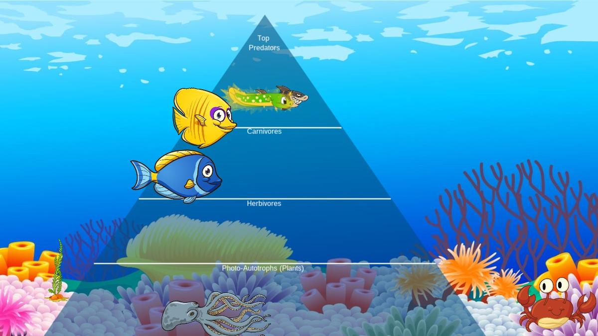 Ocean Ecological Pyramid