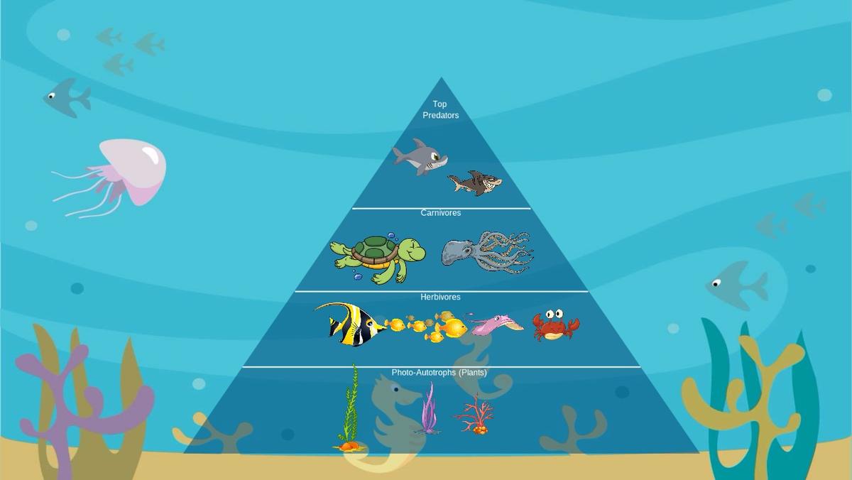 Ocean Ecological Pyramid