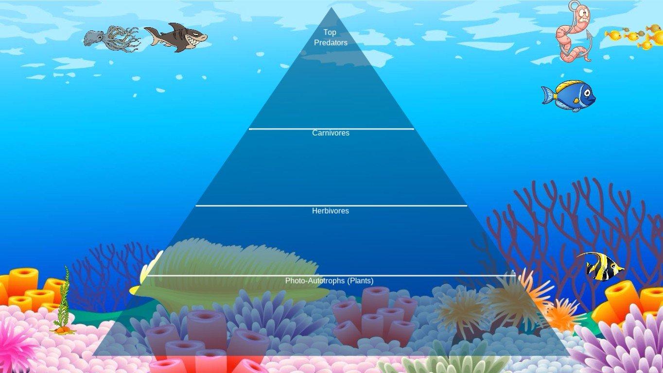 Ocean Ecological Pyramid-tua