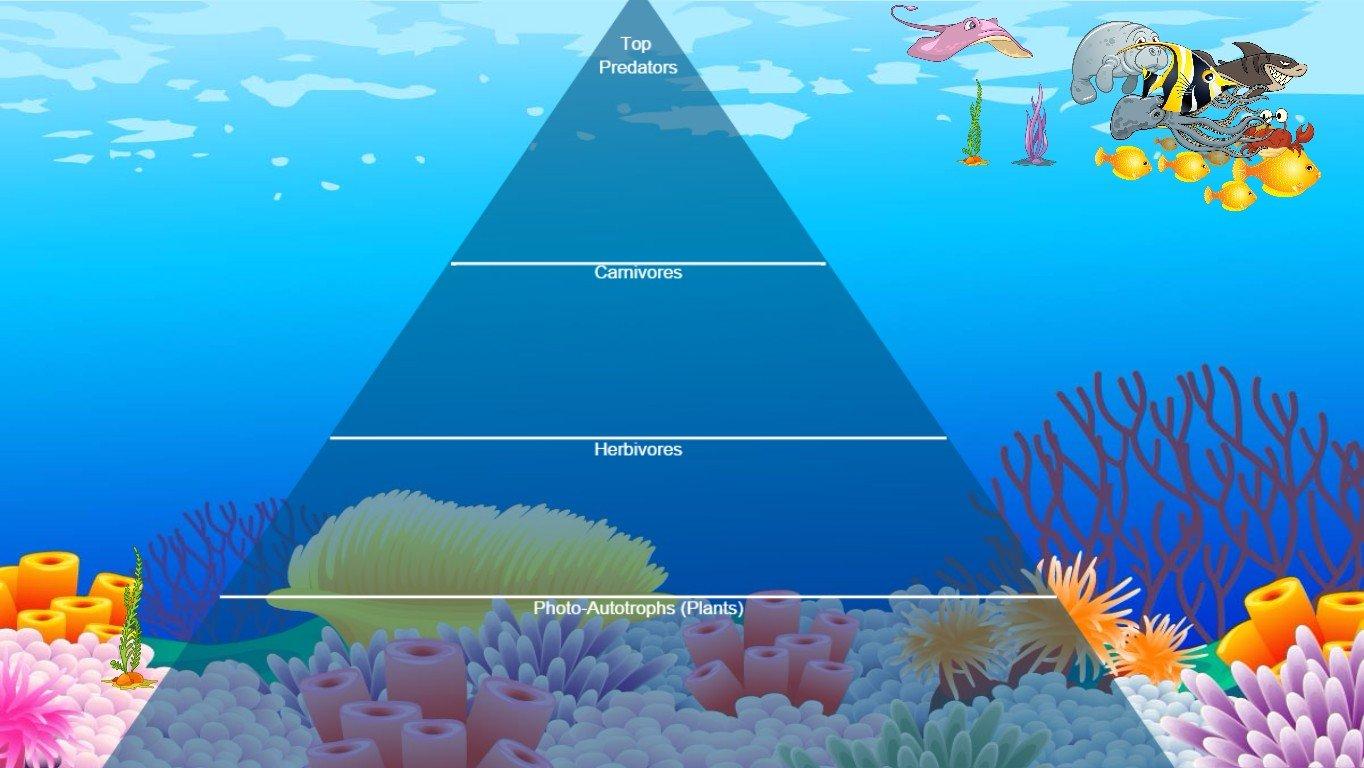 Ocean Ecological Pyramid-Sami