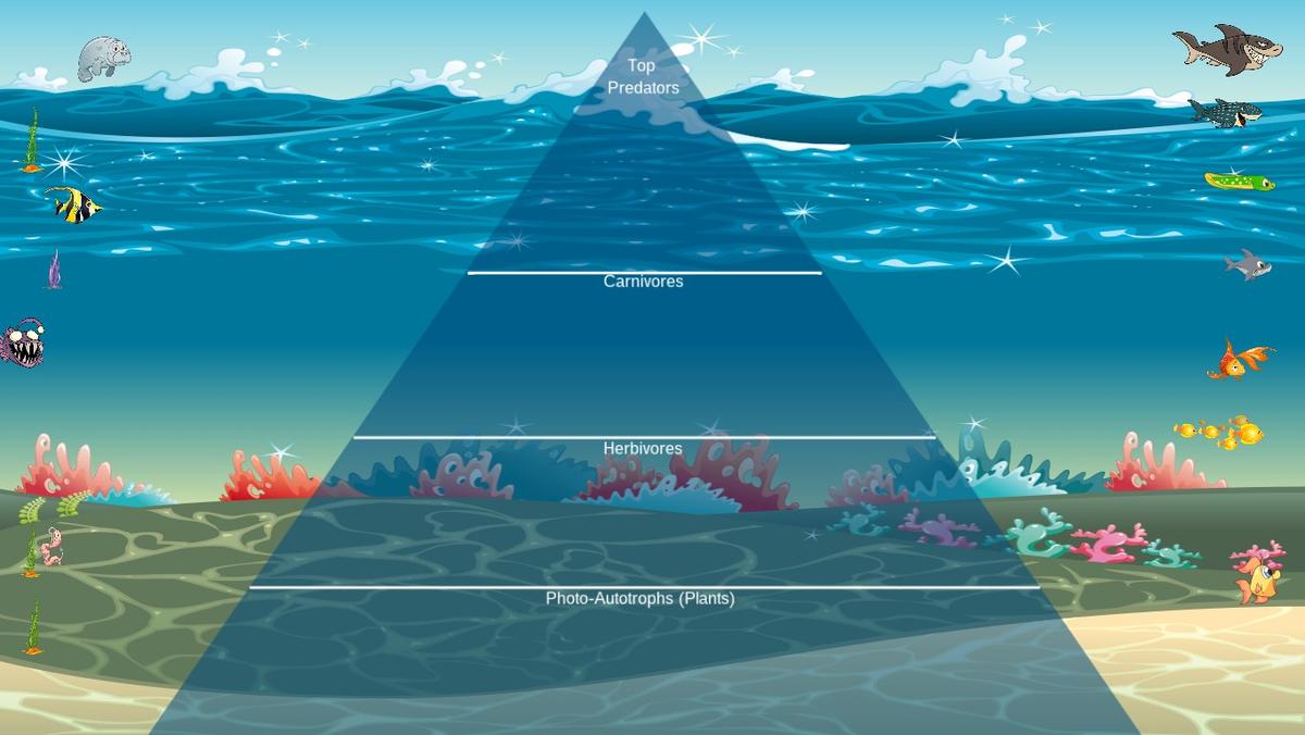 Ocean Ecological Pyramid