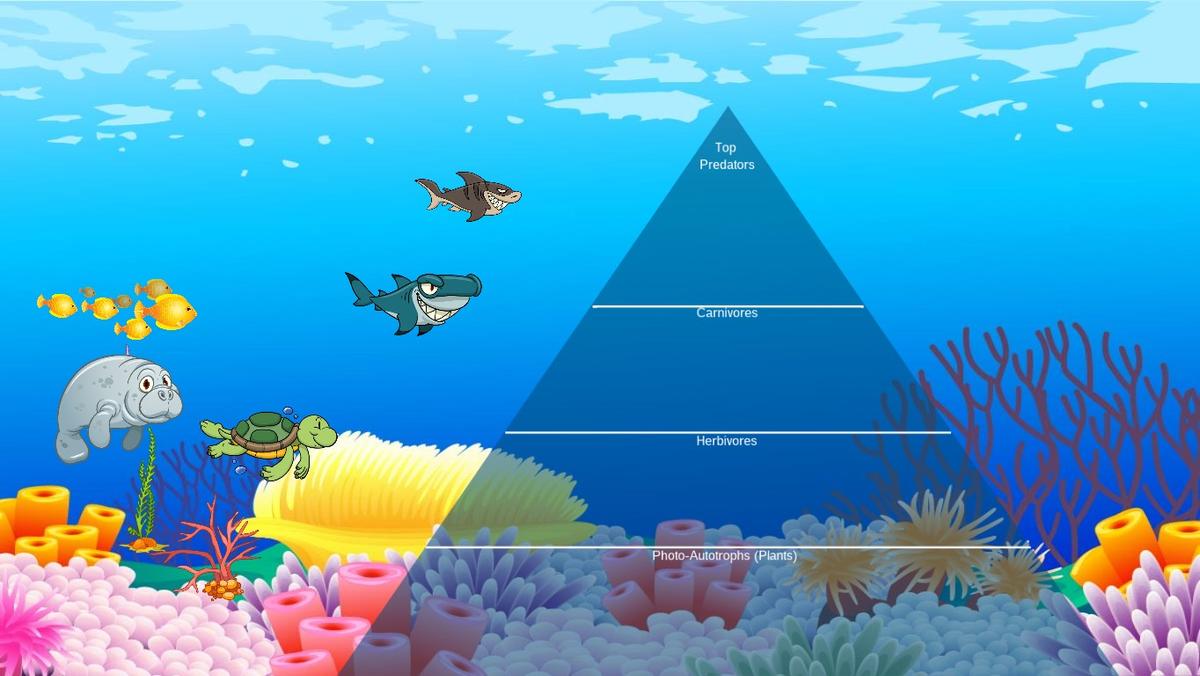 Ocean Ecological Pyramid