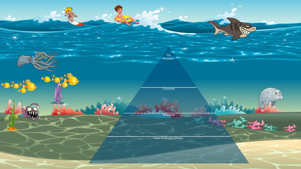 Ocean Ecological Pyramid-madi