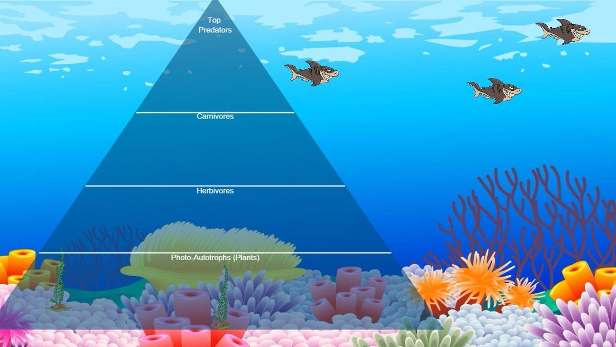 Ocean Ecological Pyramid