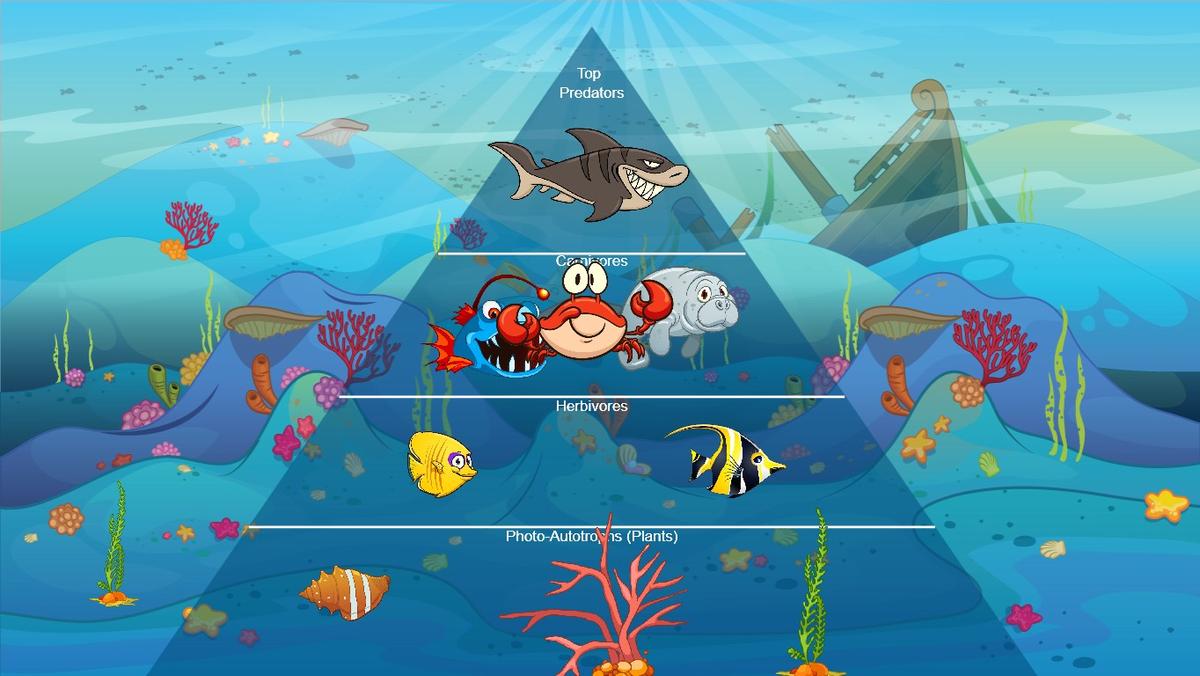 Ocean Ecological Pyramid