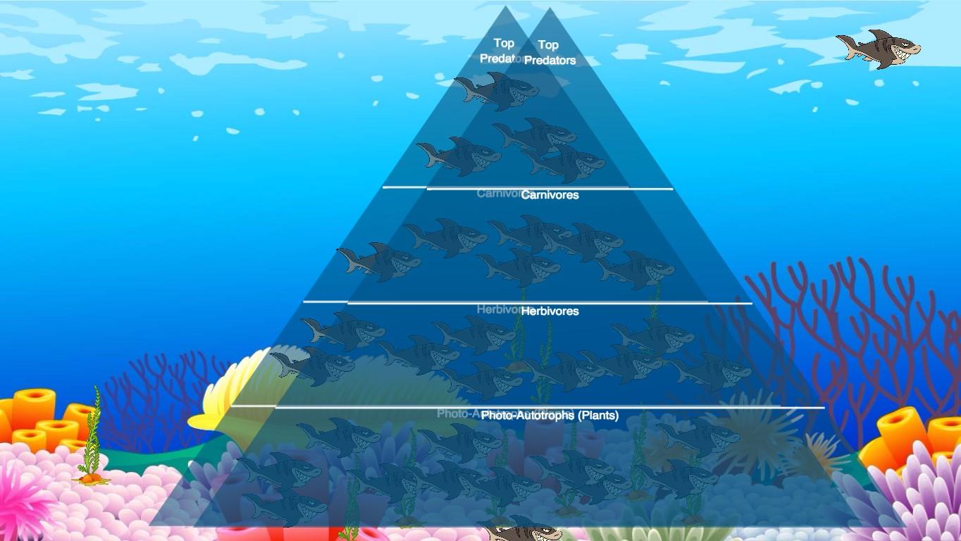 Ocean Ecological Pyramid