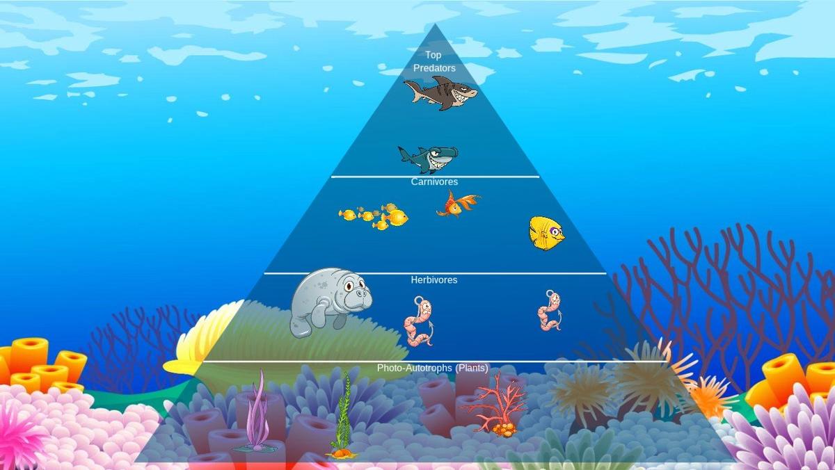 Ocean Ecological Pyramid