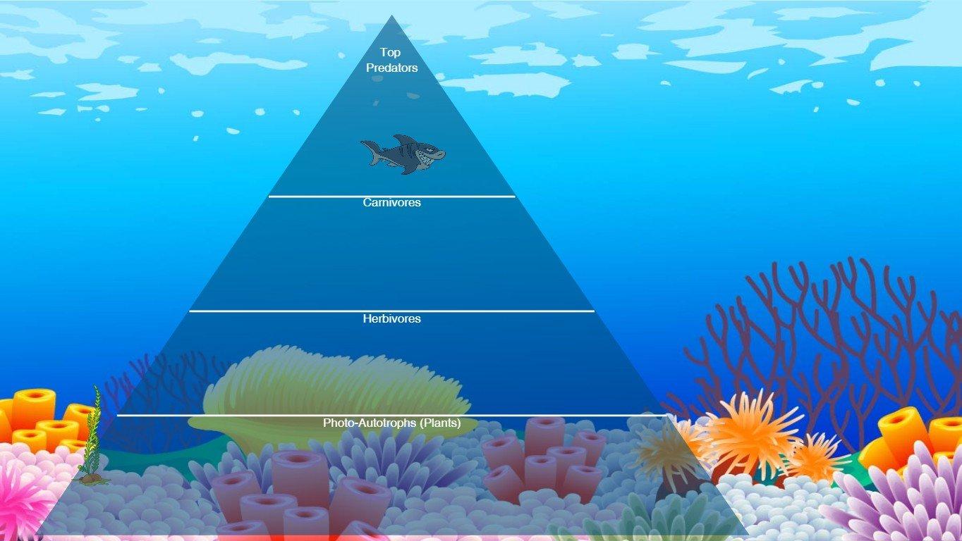 Ocean Ecological Pyramid