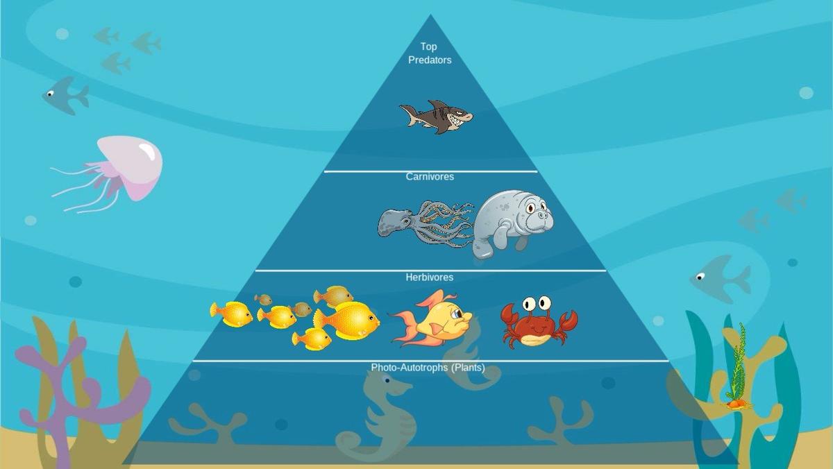 Ocean Ecological Pyramid