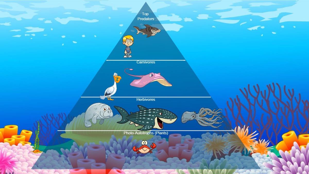 Ocean Ecological Pyramid