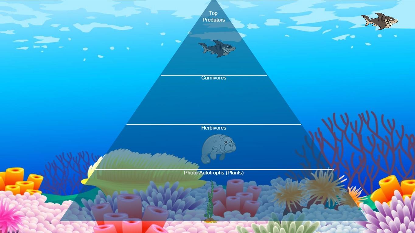 Ocean Ecological Pyramid