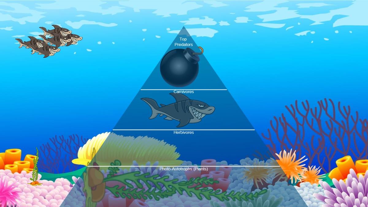 Ocean Ecological Pyramid