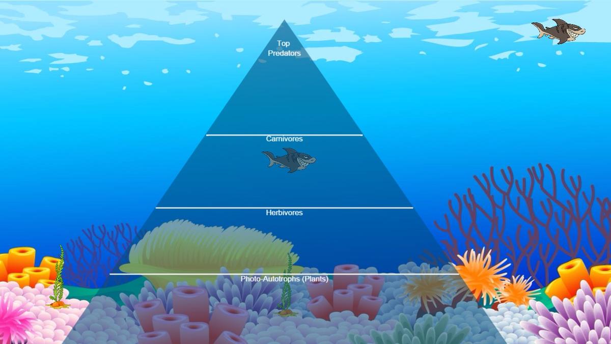 Ocean Ecological Pyramid