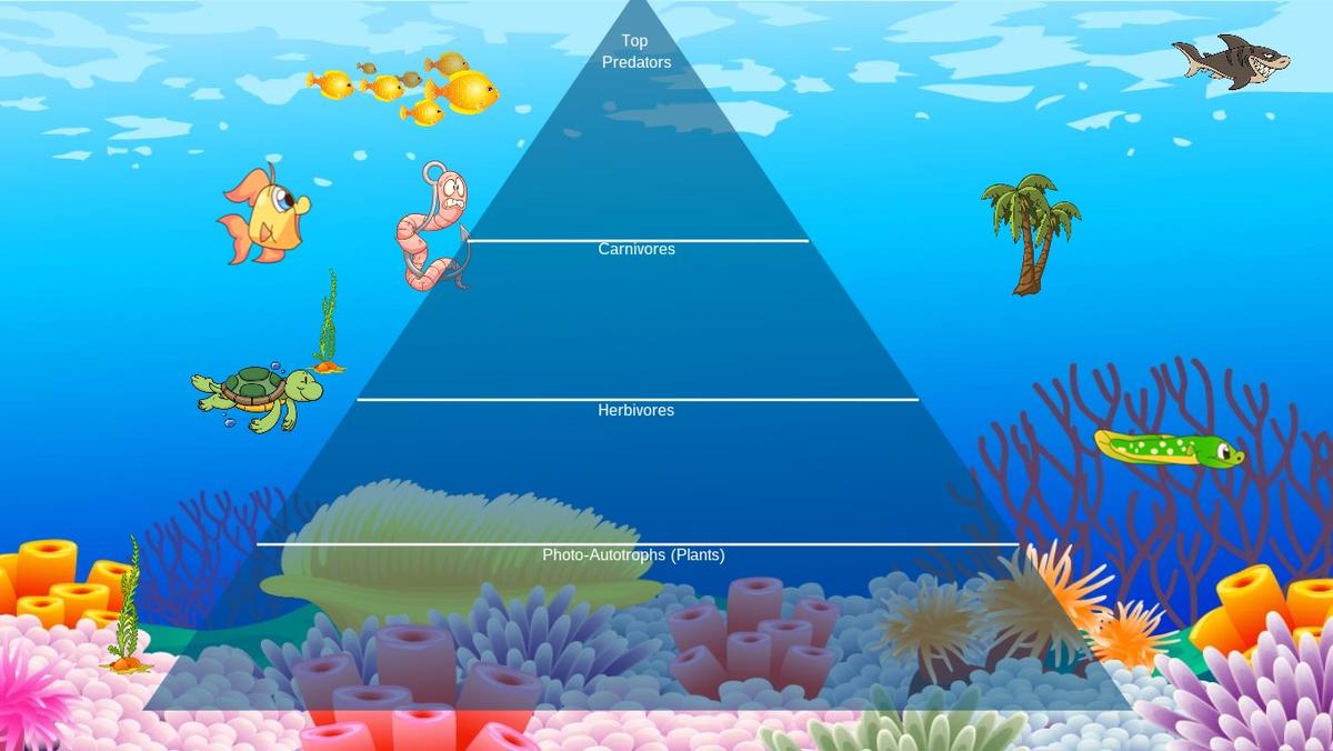 Ocean Ecological Pyrami