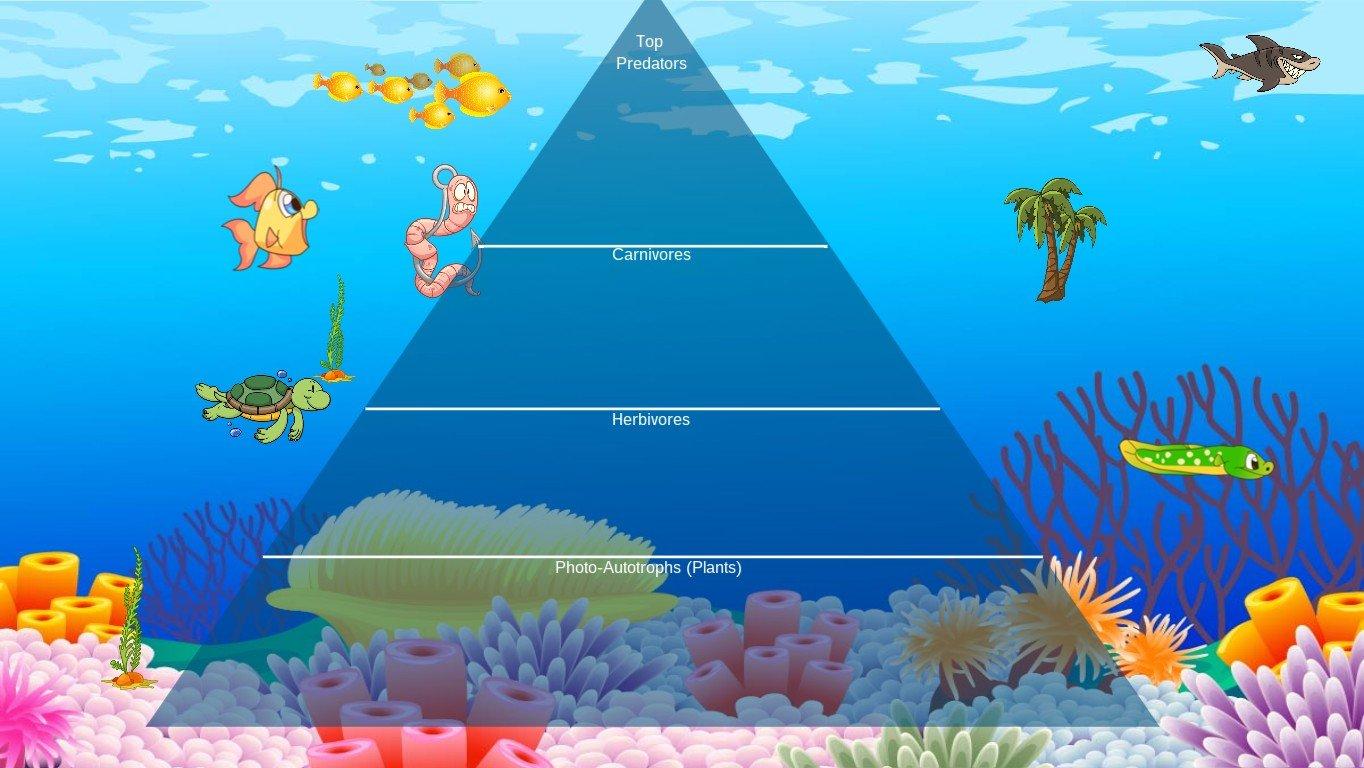 Ocean Ecological Pyrami