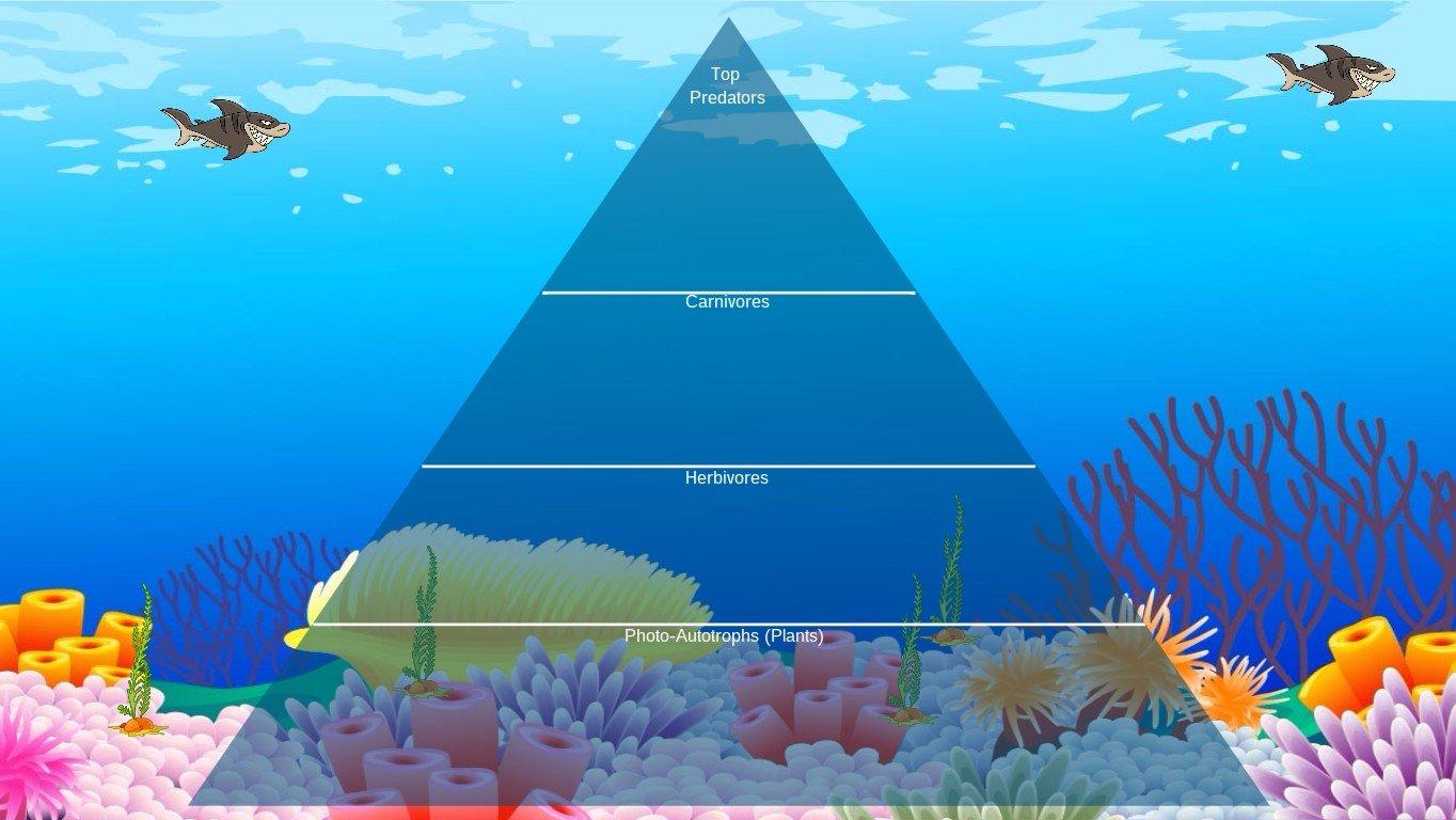 Ocean Ecological Pyramid