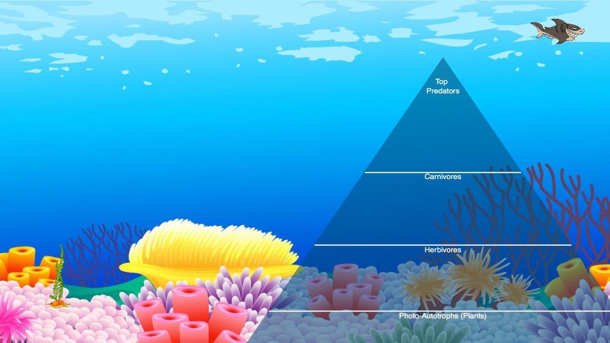 Ocean Ecological Pyramid