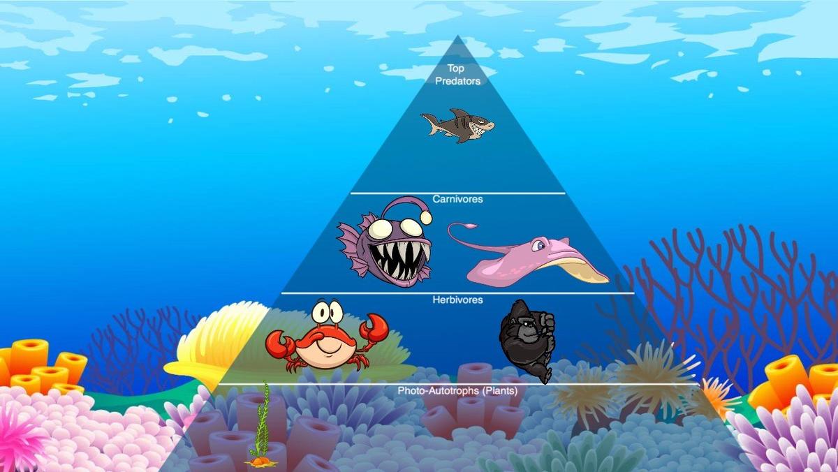 Ocean Ecological Pyramid