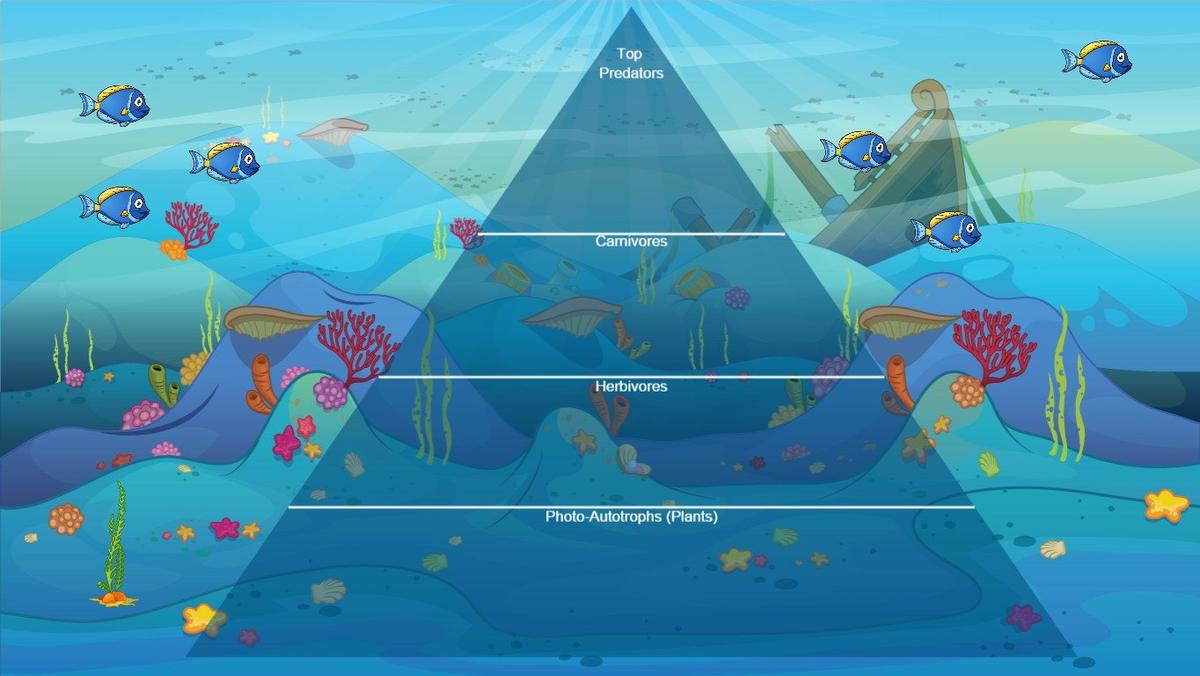 Ocean Ecological Pyramid