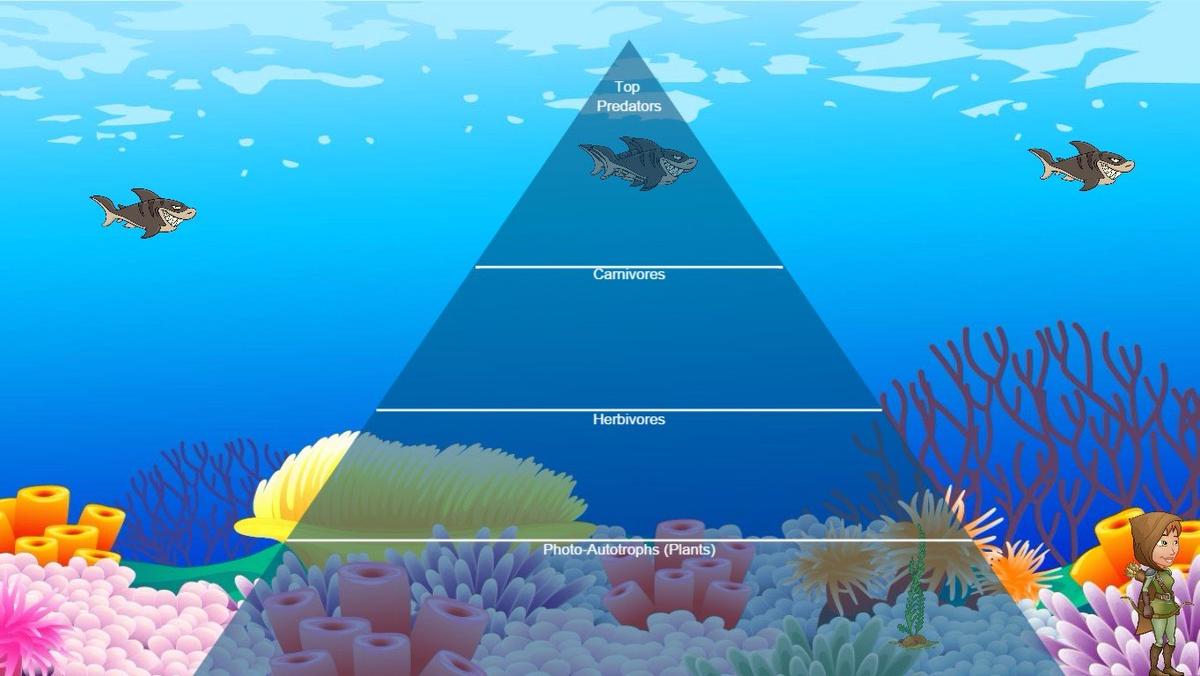 Ocean Ecological Pyramid