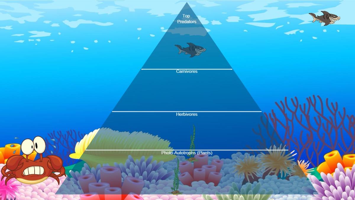 Ocean Ecological Pyramid