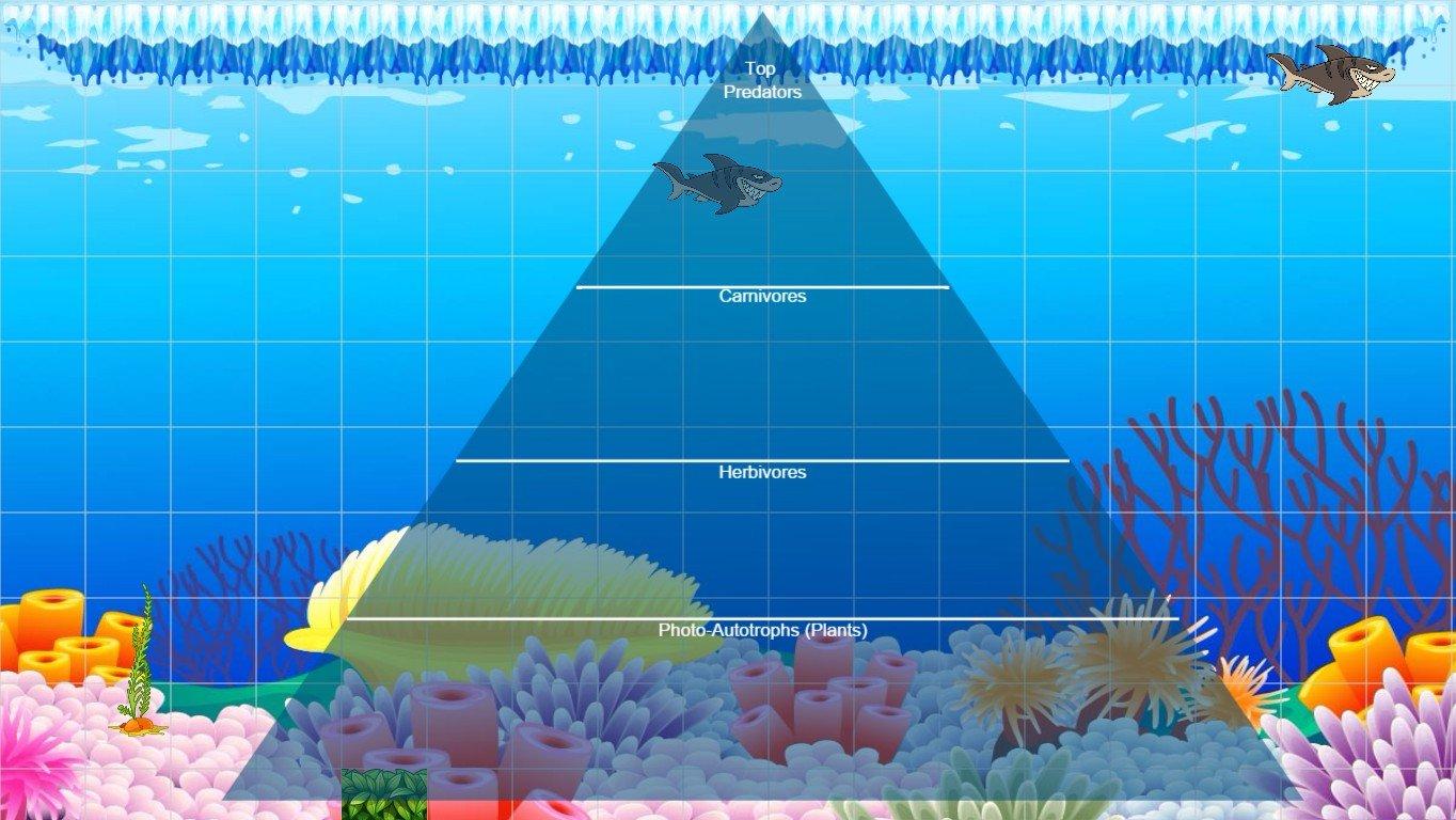 Ocean Ecological Pyramid