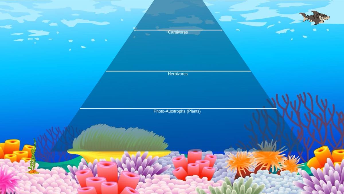 Ocean Ecological Pyramid