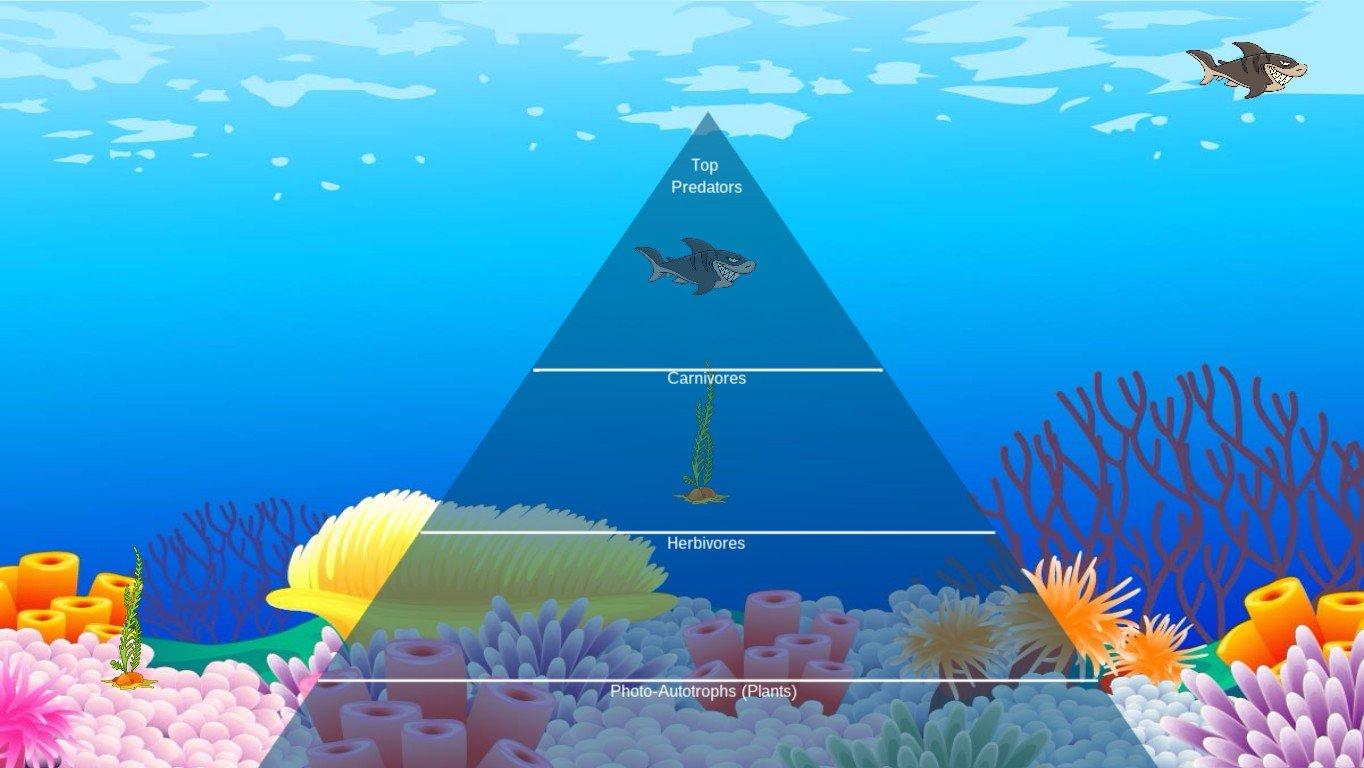 Ocean Ecological Pyramid