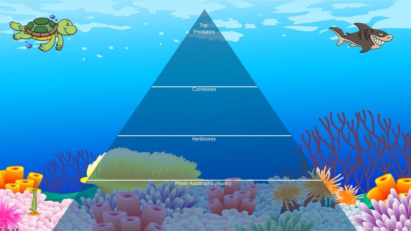 Ocean Ecological Pyramid